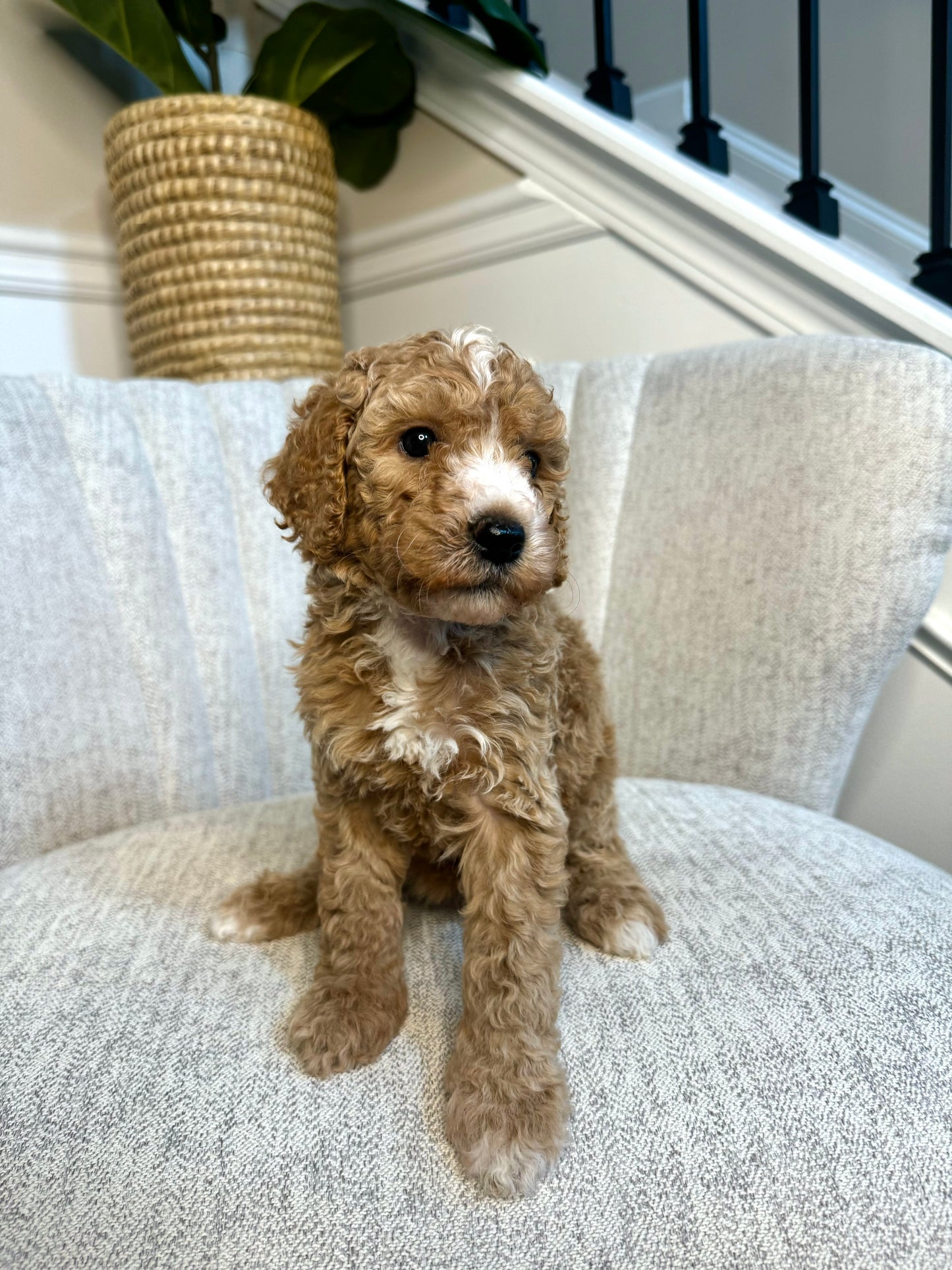 Star (Goldendoodle)