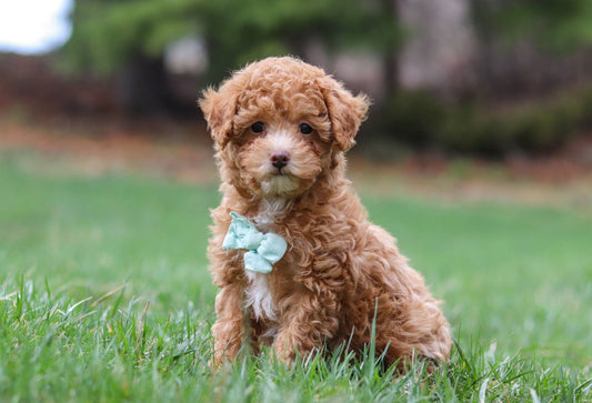 Teddy (Mini Poodle)