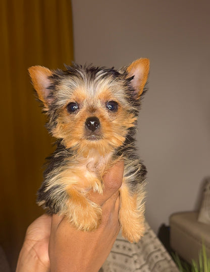 Wolfe (Teacup Yorkie)