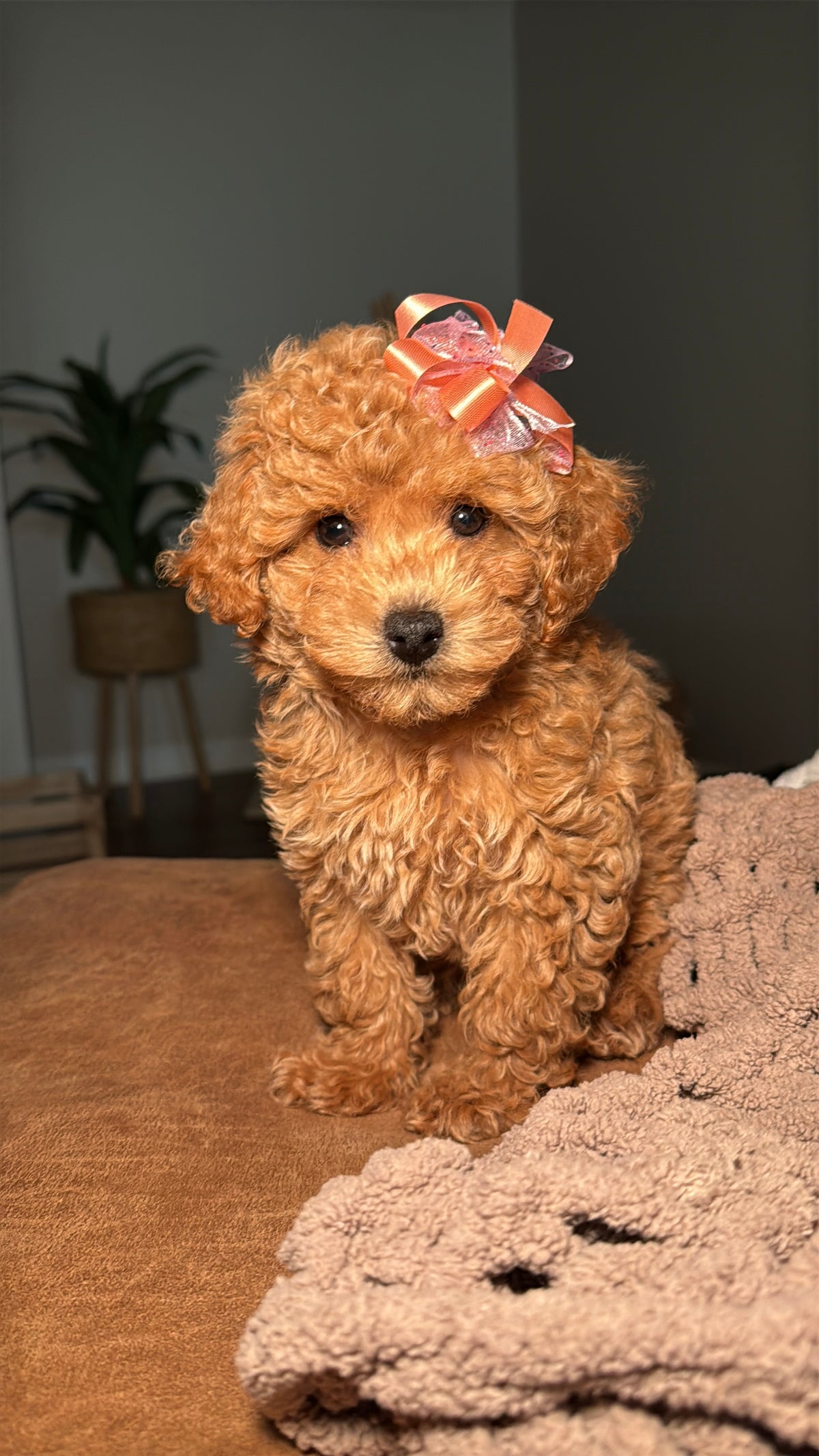 Cassidy(Toy Poodle)