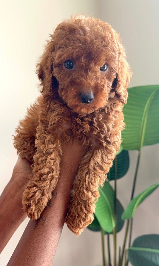 Demi(Toy Poodle AKC REG)