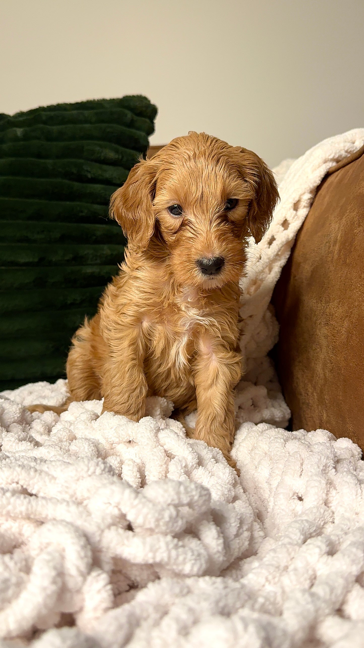 Sky (Goldendoodle)