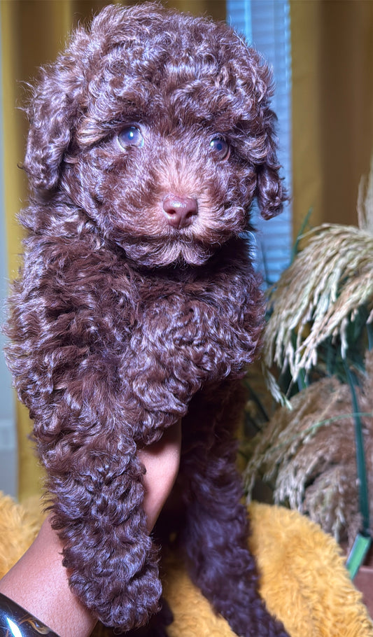 Chai (Female Toy Poodle)