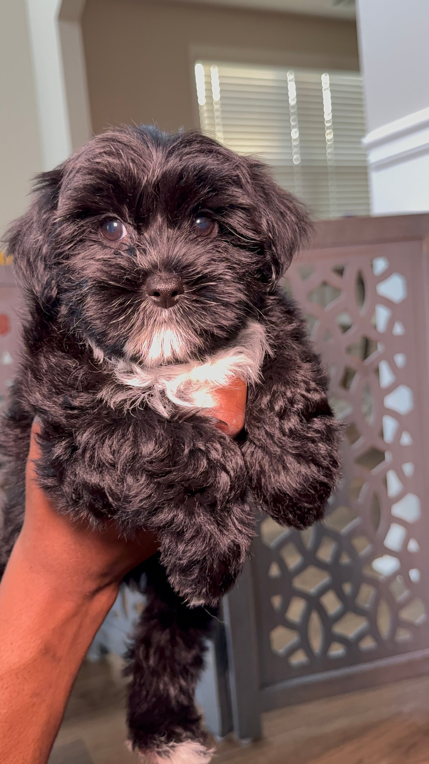 Xena (Yorkshire Terrier)