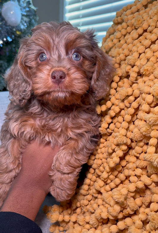 Haven (Cavapoo)