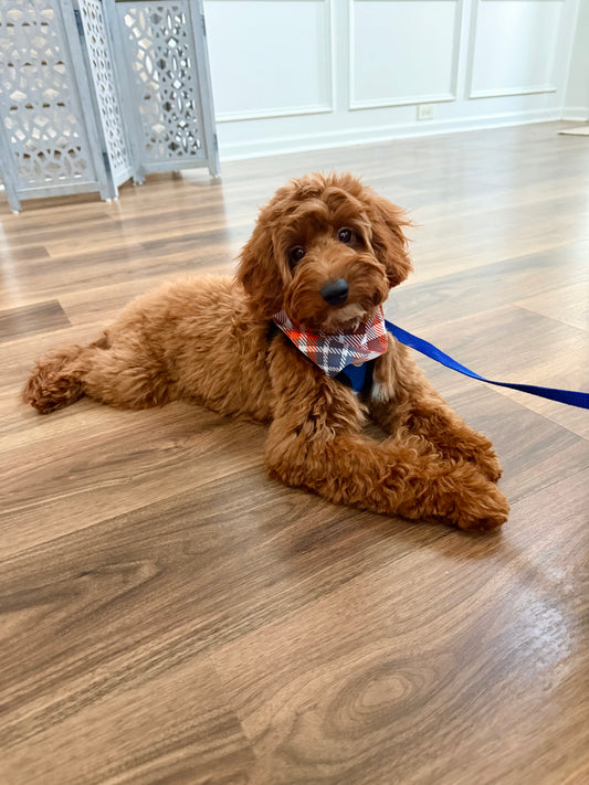 Jiggy(Cavapoo)