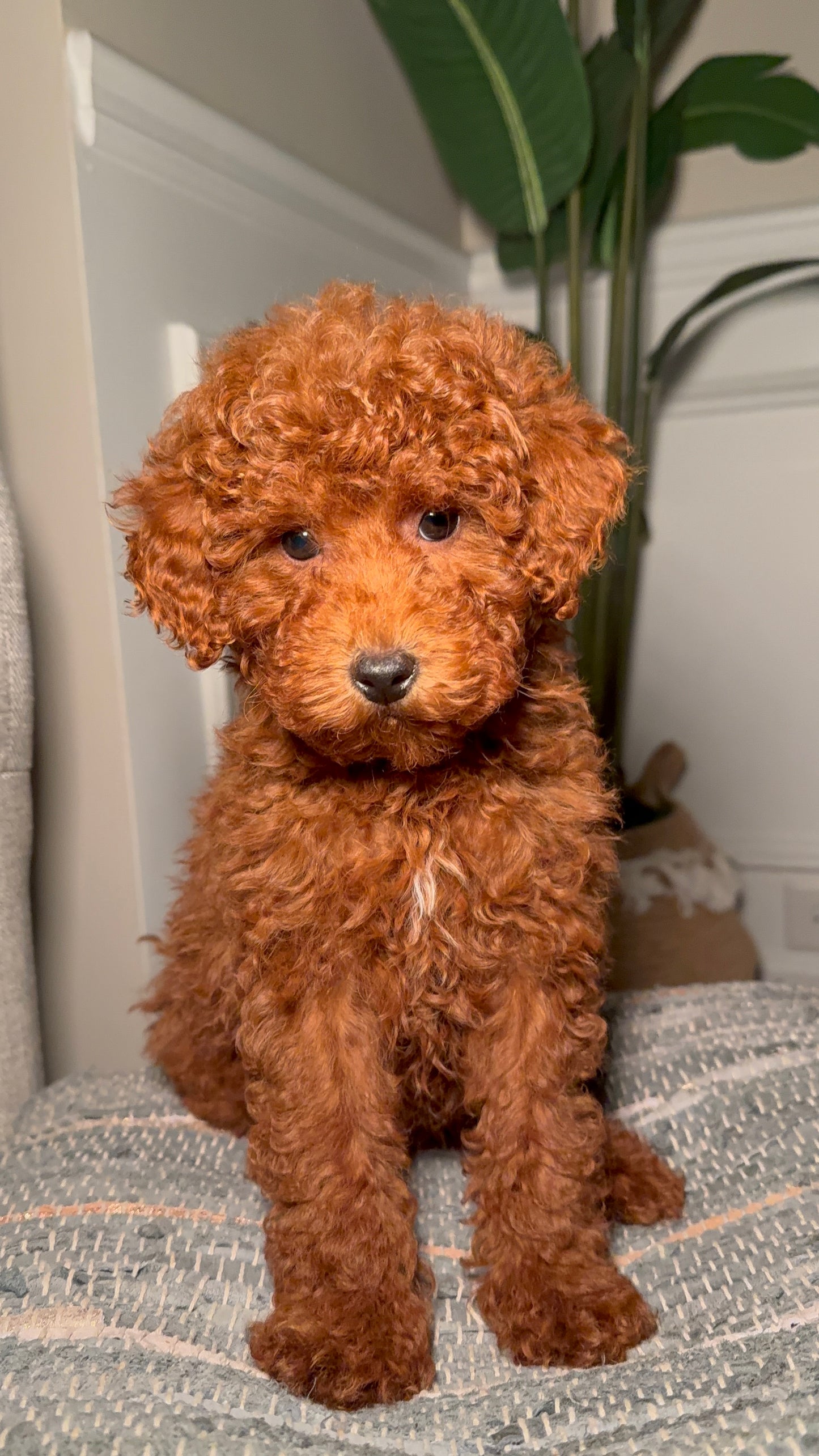 Reserve With A Deposit