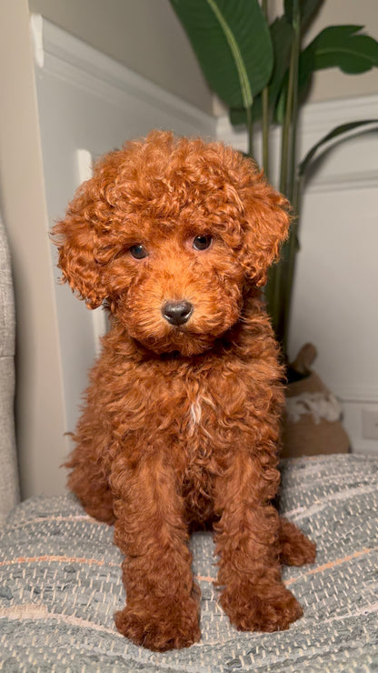 Reserve With A Deposit