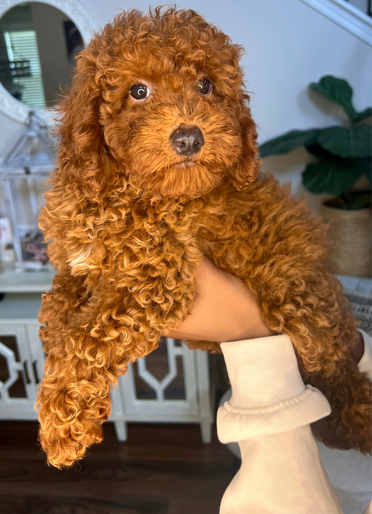 Maxton (AKC Reg. Mini Poodle)