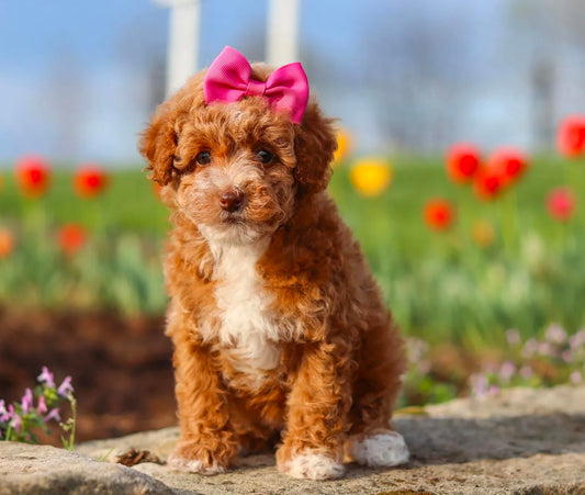 Ari (Toy Poodle)