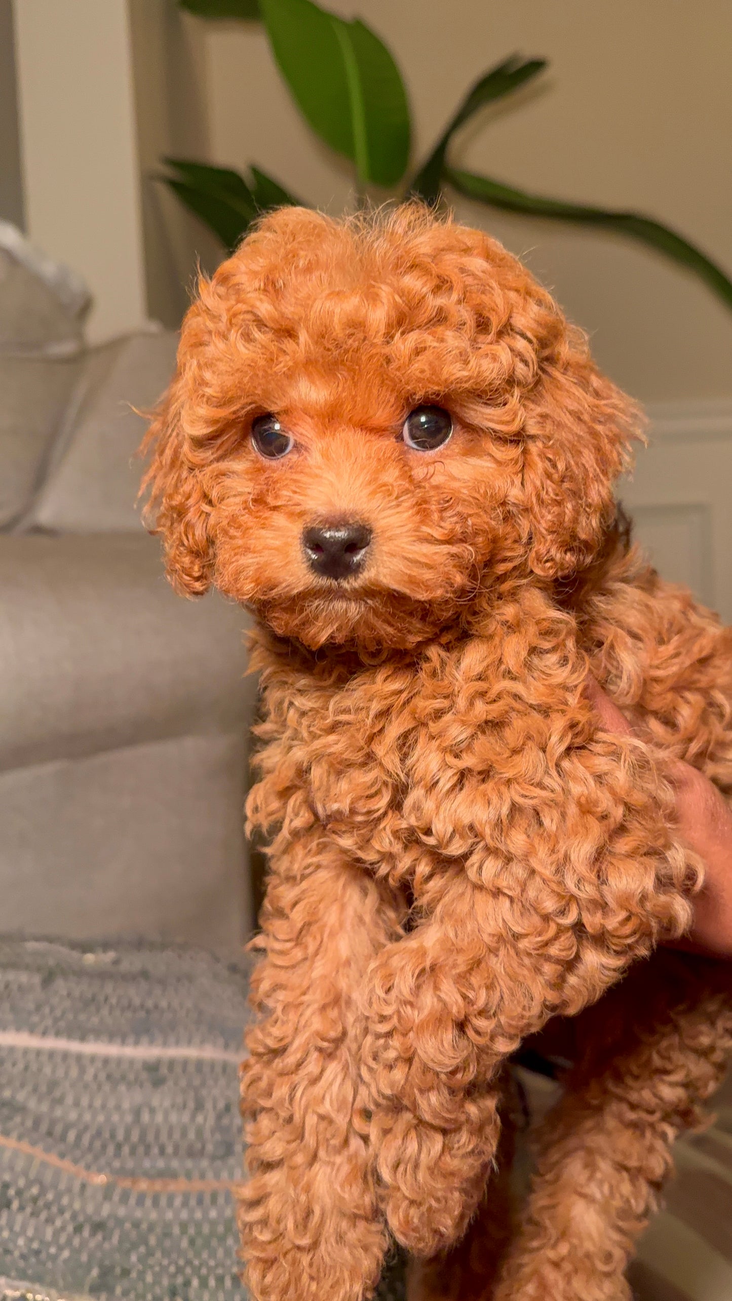 Penny (Toy Poodle)