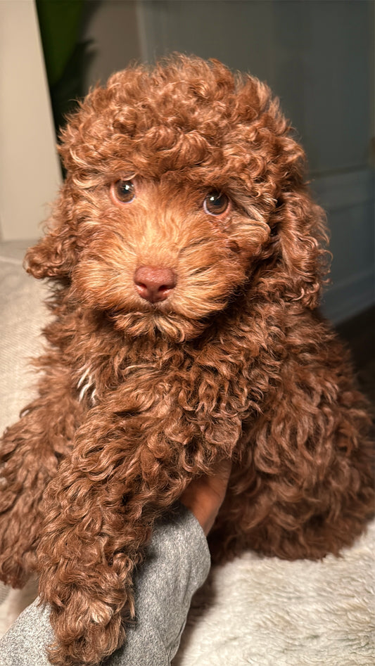 Choco (Mini Poodle)