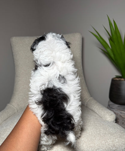 Pepper (Toy Yorkiepoo)