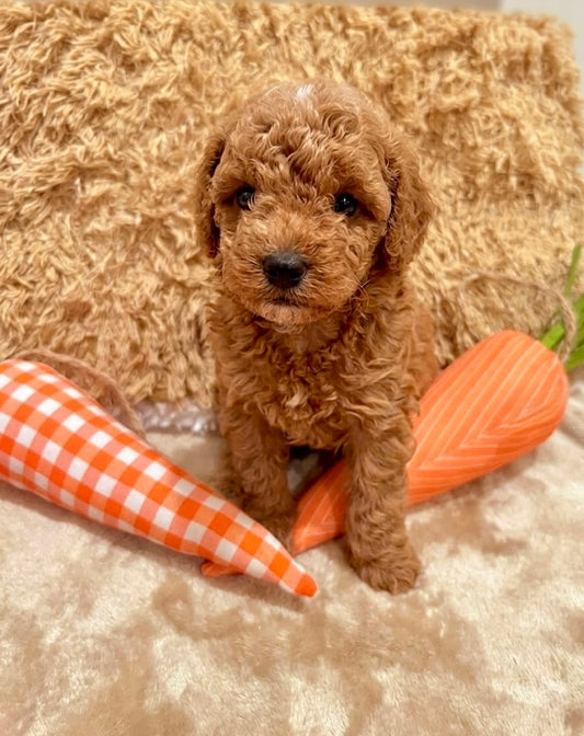Gigi (Toy Poodle)