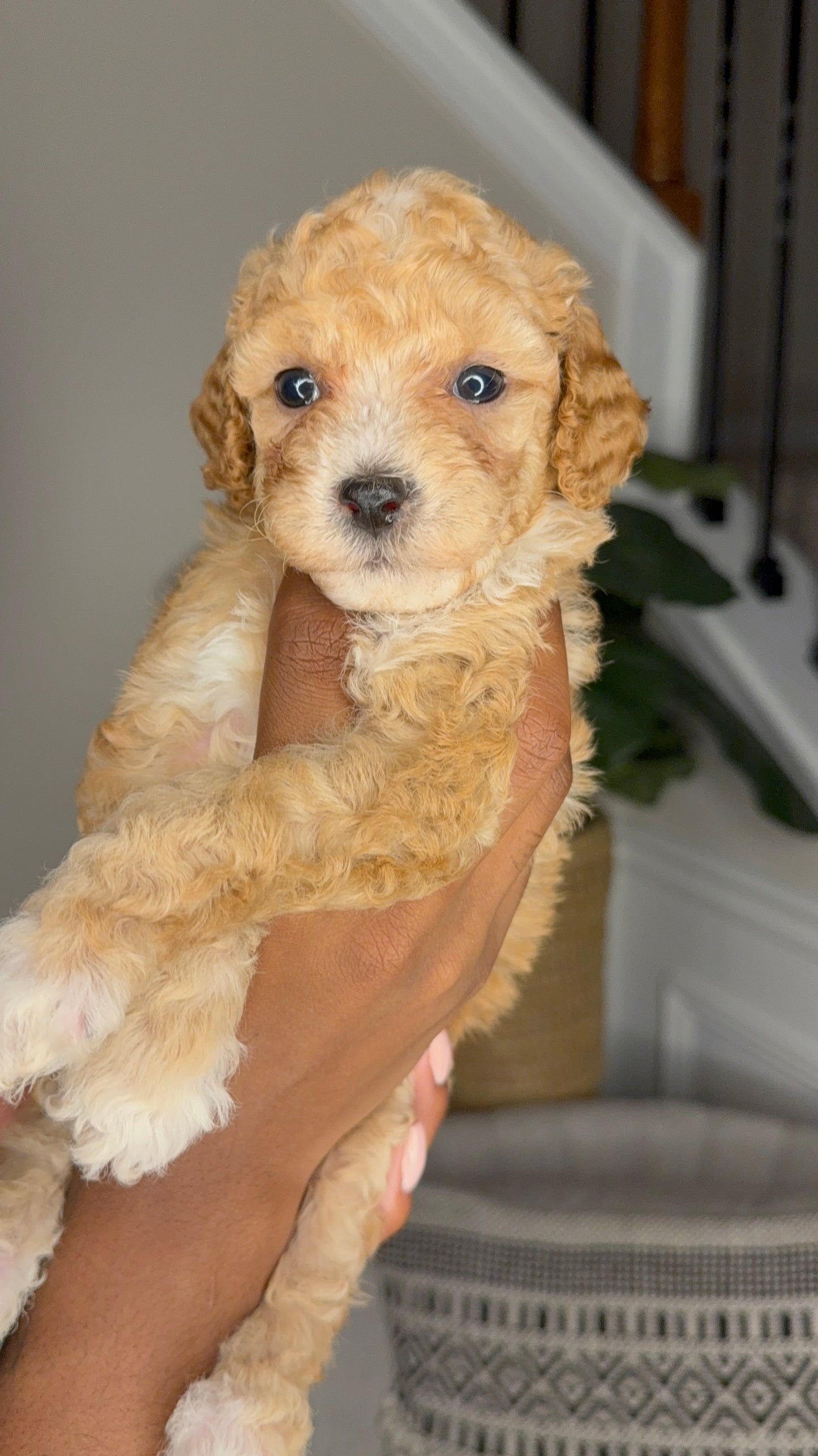 Nina (Cockapoo)