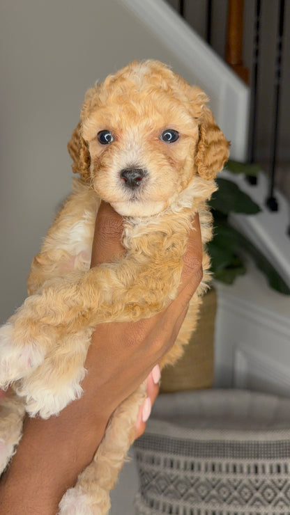 Nina (Cockapoo)