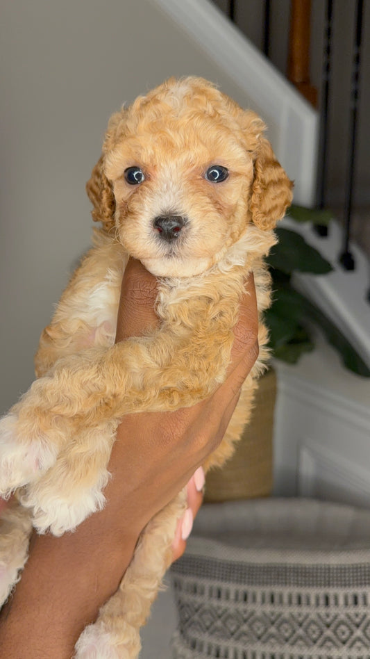 Nina (Cockapoo)