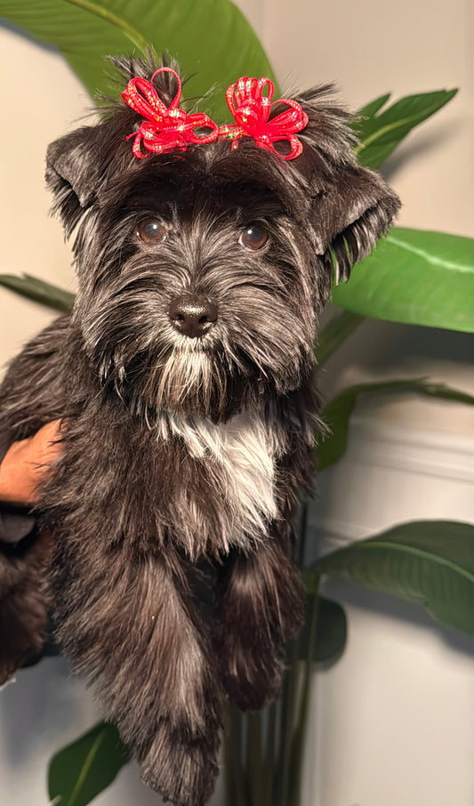 Xena (Yorkshire Terrier)