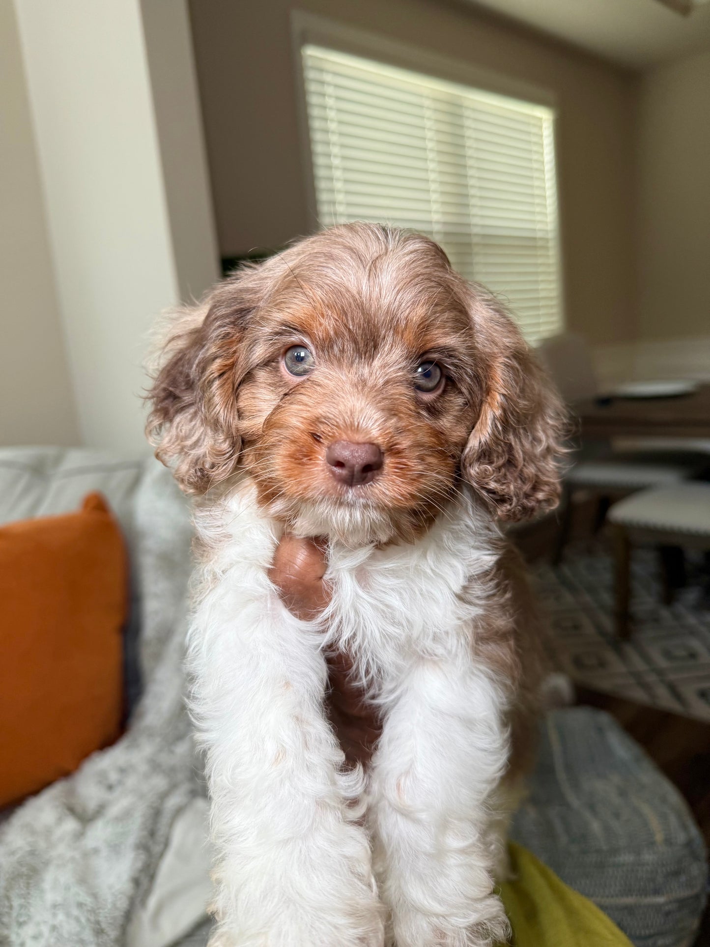 Knox(Cavapoo)