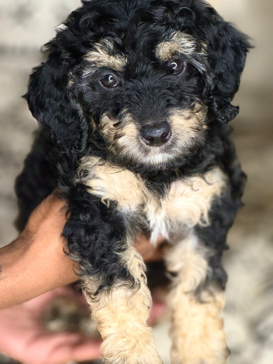 Cole (Mini Poodle)