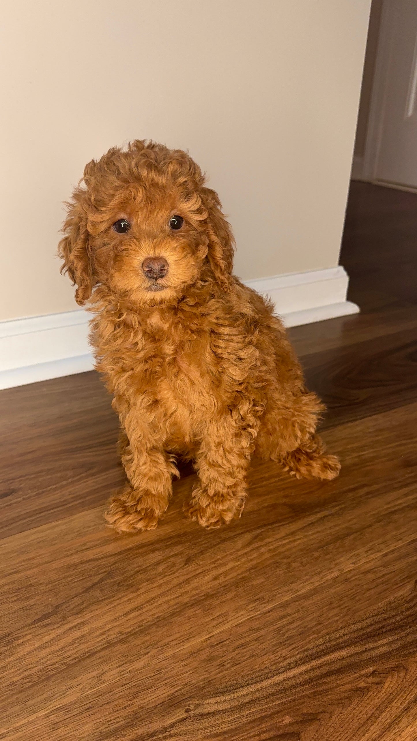 Romeo (Male Mini Poodle)