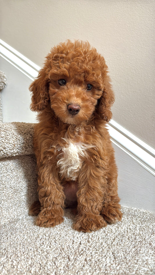 Kaylee (Mini Poodle)