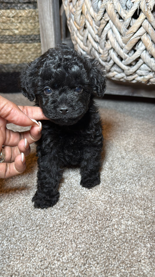 Sawyer (Yorkiepoo)