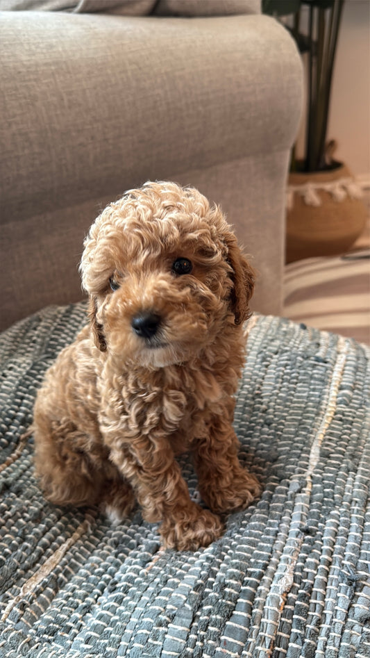 Mimi (Toy Poodle)