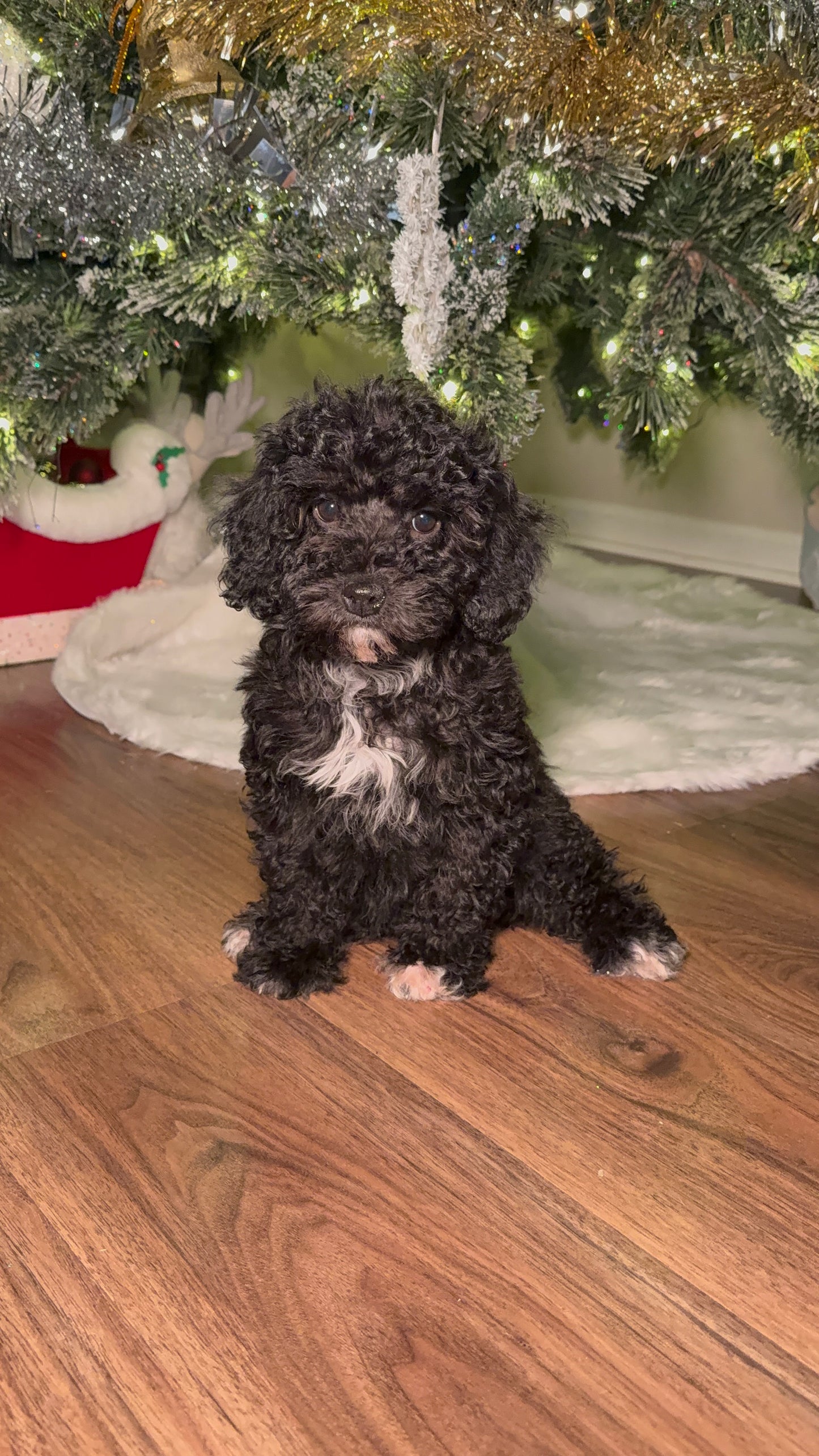 Sparkle (AKC Reg. Mini Poodle)
