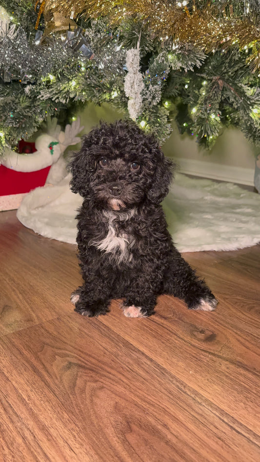 Sparkle (AKC Reg. Mini Poodle)
