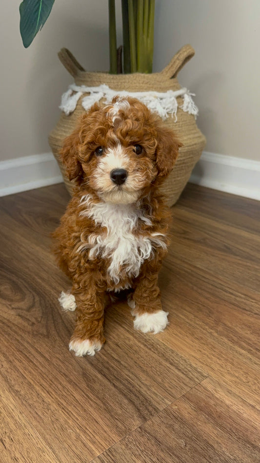 Blaze (Akc Reg Mini Poodle)