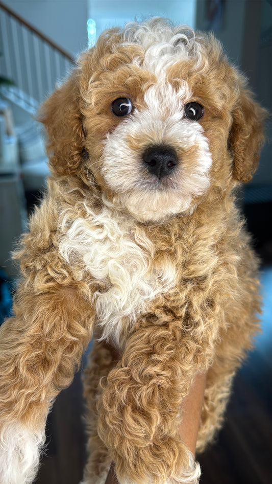 Dean (AKC Reg. Mini Poodle)