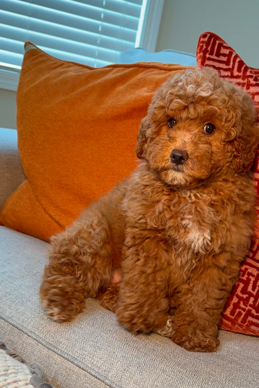 Heidi (Mini Goldendoodle)