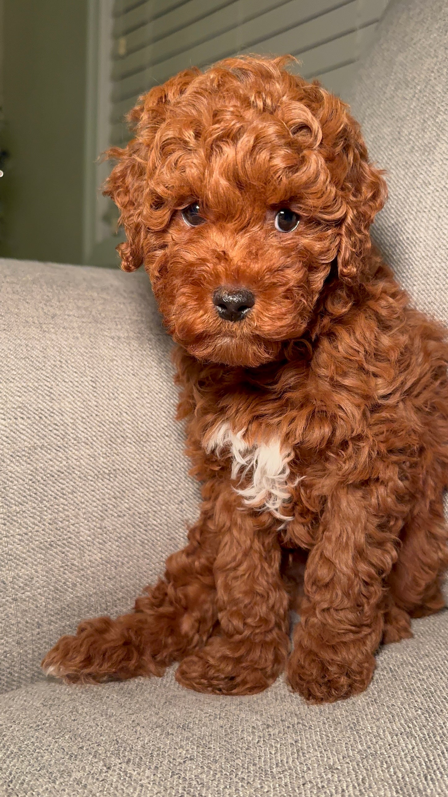 Evan (ACA Reg. Mini Poodle)