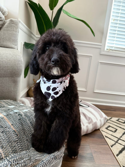 Morocco (Mini Poodle)