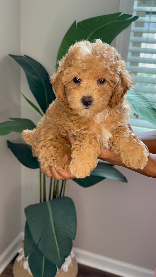 Karis (Mini Poodle)