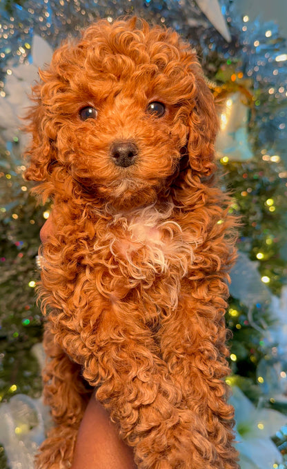 Willow(Toy Shihpoo)