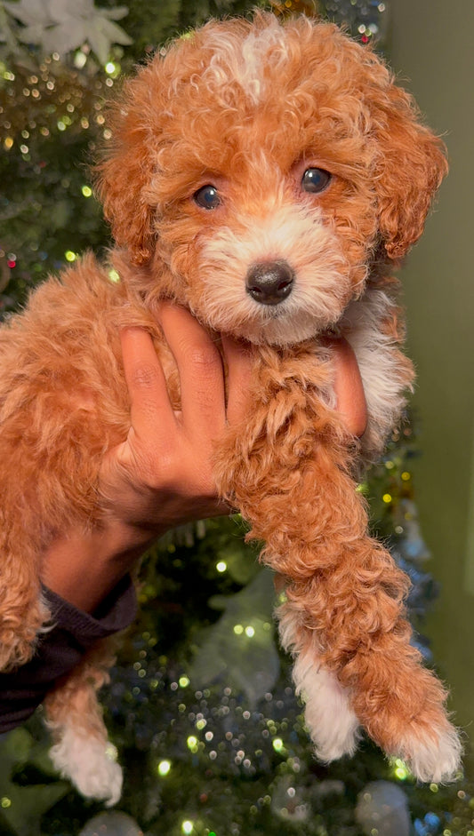 Belle ICA Reg. (Toy Poodle)