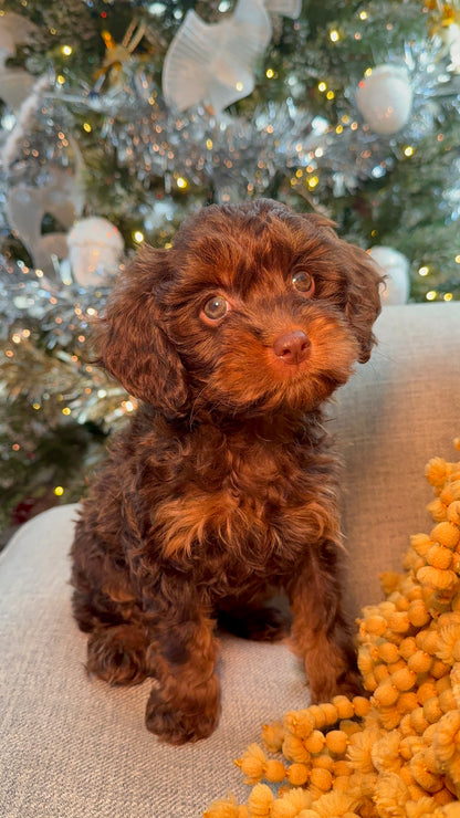 Harlei (Cavapoo)
