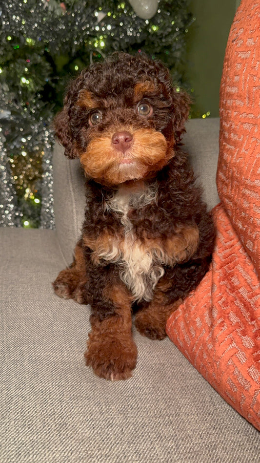 Cade (AKC Reg Mini Poodle)