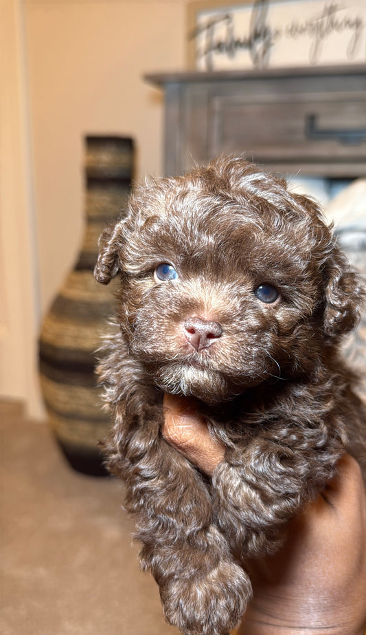 Zoey (Yorkiepoo)