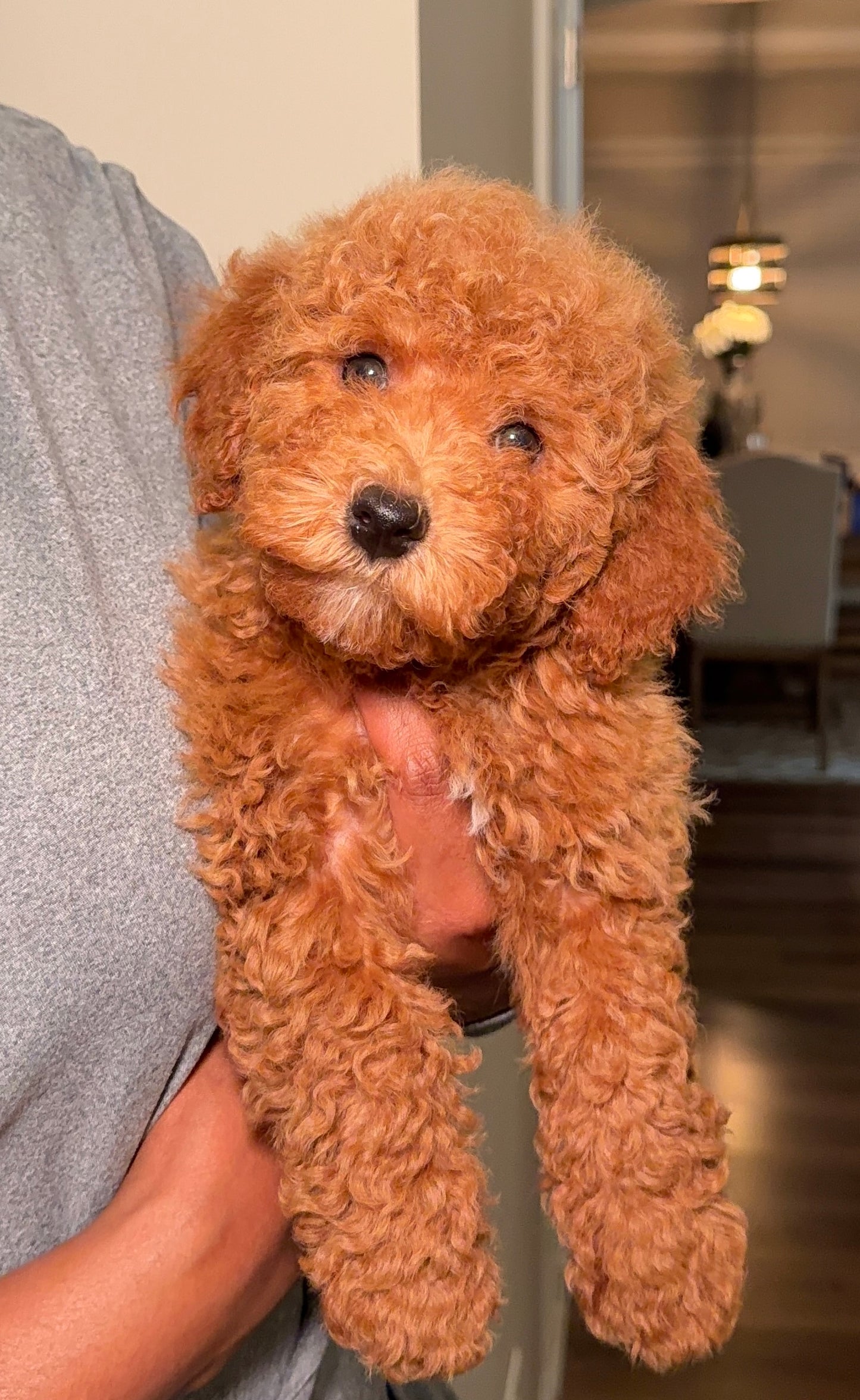 Keyz(Cavapoo)