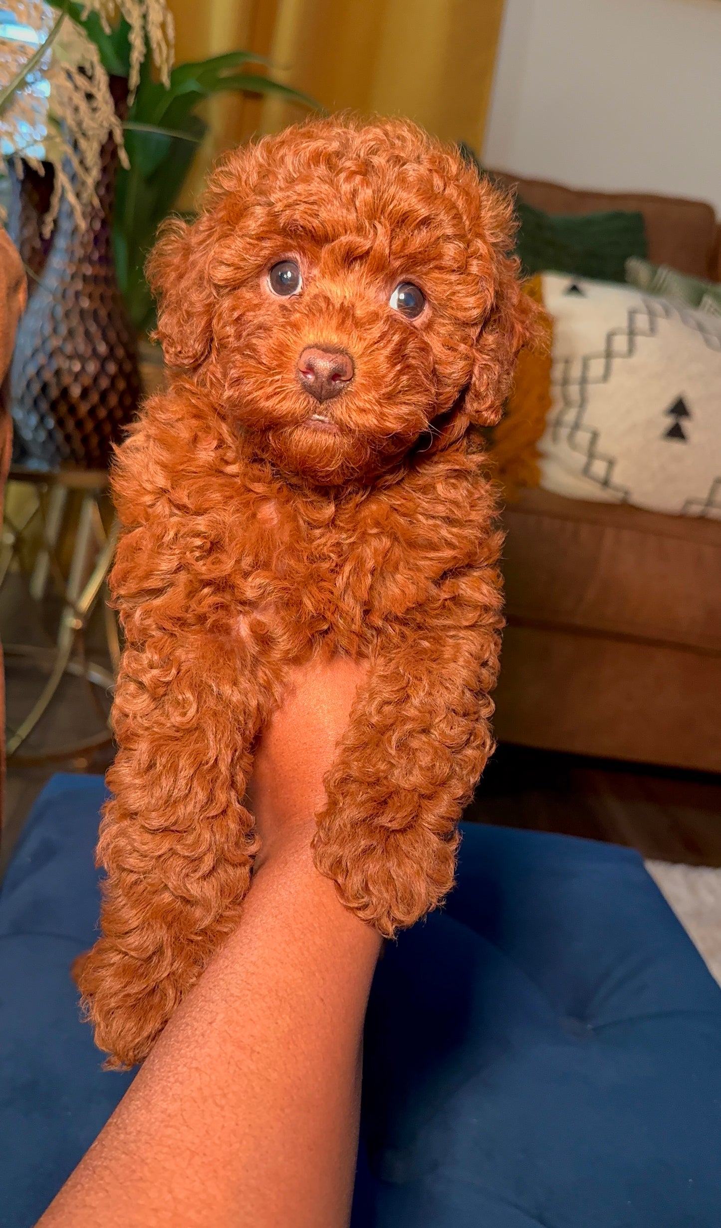 Arlie (Miniature Poodle)