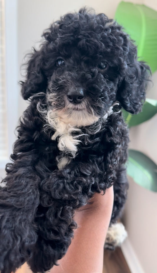 Ocho (Cockapoo)