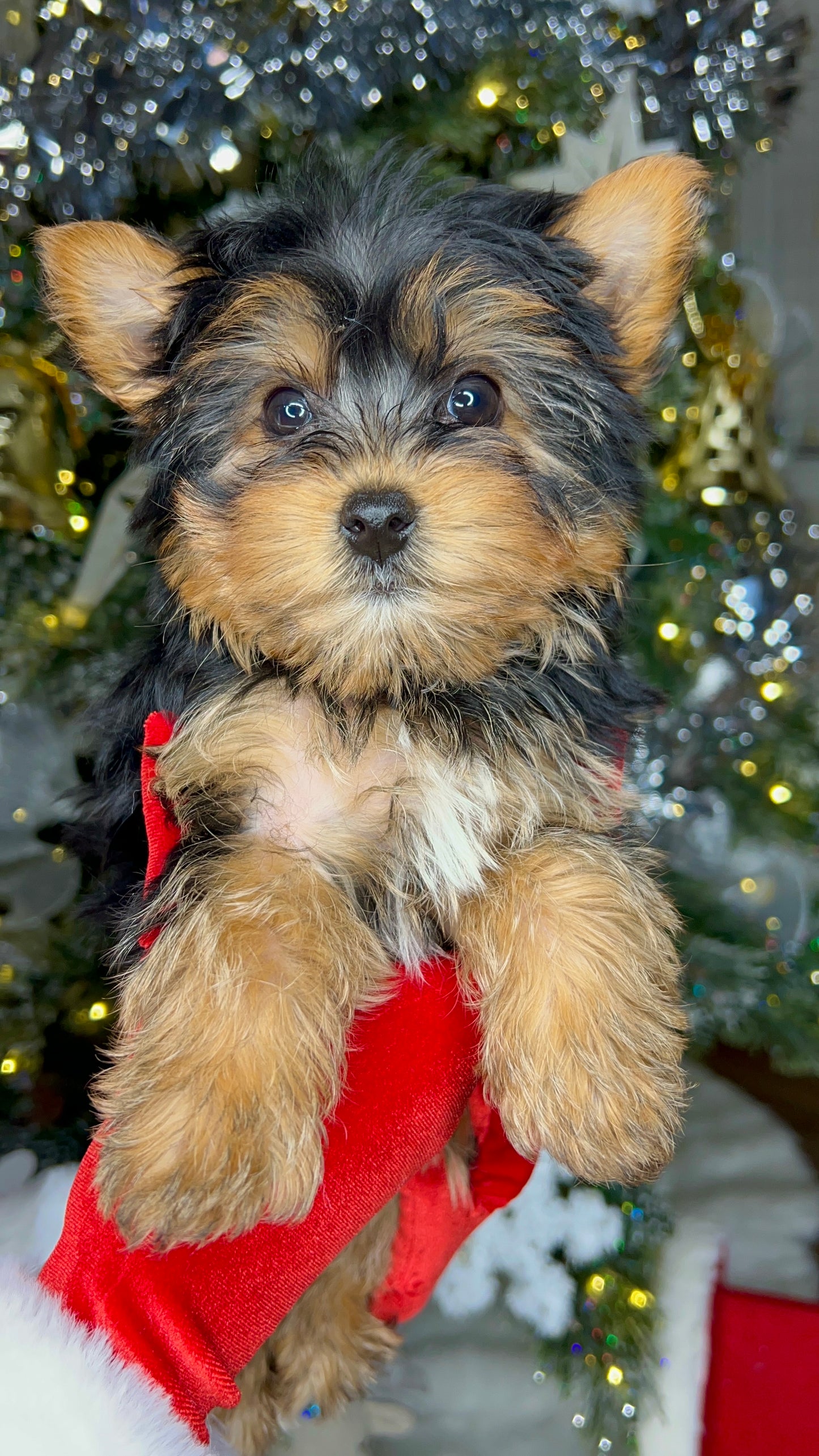 Gi-Gi (CKC Reg. Yorkie)