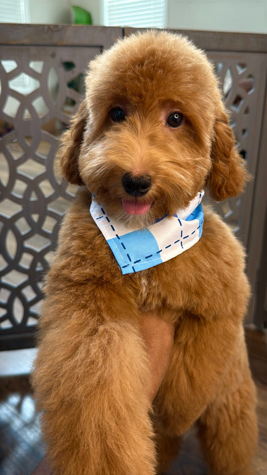 Quincy (Mini Goldendoodle)