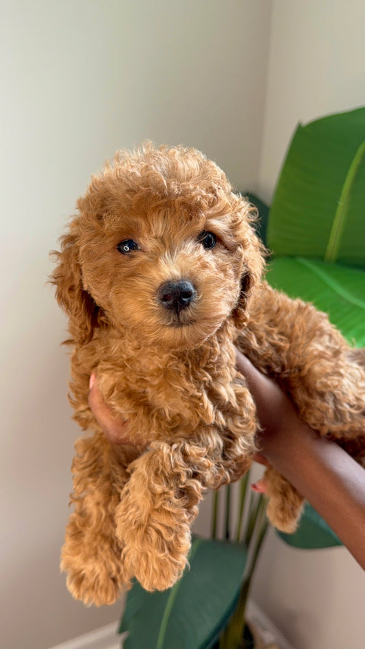 Kiki (Mini Poodle)