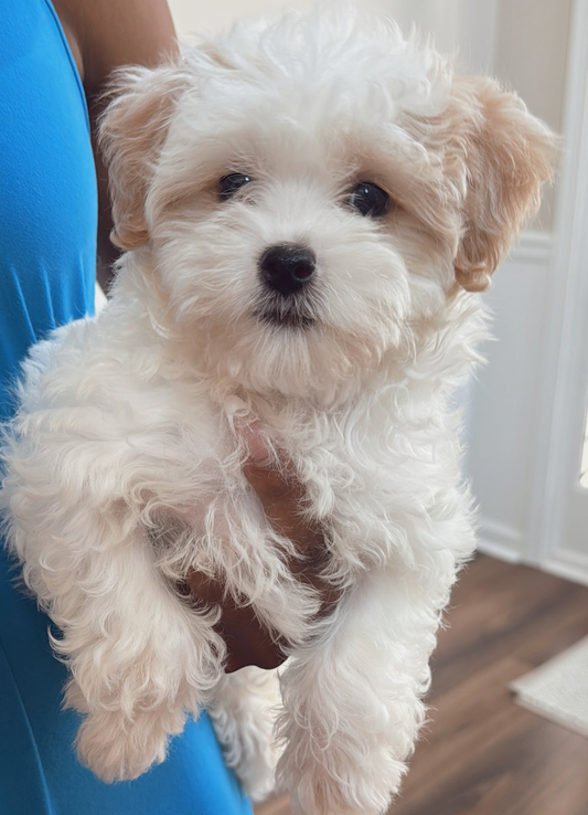 Snoh (Toy Shihpoo)