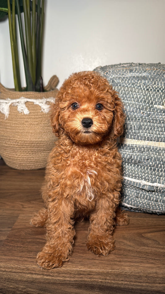 Ky (Male Mini Poodle)