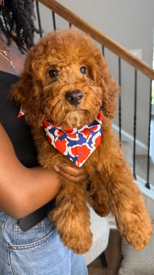 Marlon (Mini Goldendoodle)